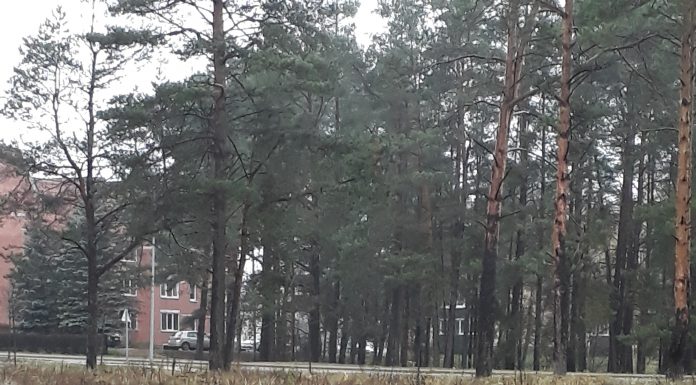 Užkirto kelią nelaimei?