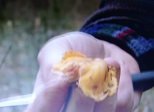 Mokslininkas apie žiemą dygstančius grybus: šis reiškinys mums siunčia žinią