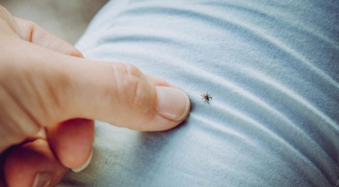 Šiemet užregistruota daugiau Laimo ligos nei pernai