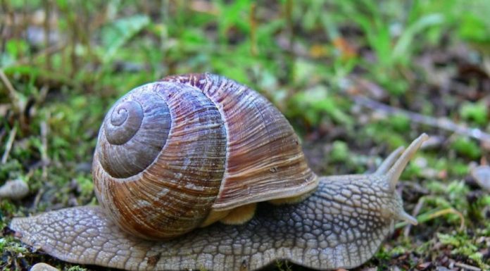 Prasidėjo sraigių rinkimo sezonas