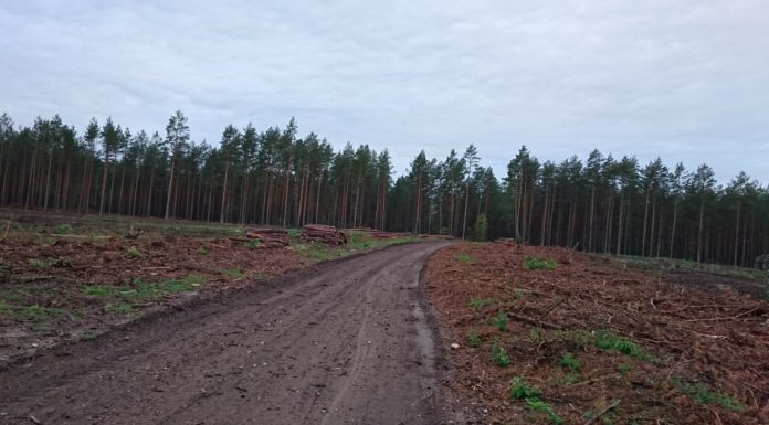 Savivaldybėje trūksta gaspadoriaus – kol laukė pirkėjų, medieną supūdė