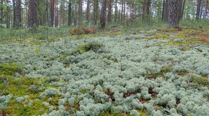 „Buveinė 2023“ – kerpiniai pušynai