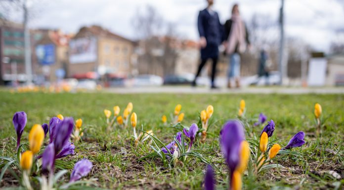Profesorė apie prasidedantį žiedadulkių sezoną: alergiją gali sukelti ir iš už tūkstančių kilometrų atklydusios žiedadulkės