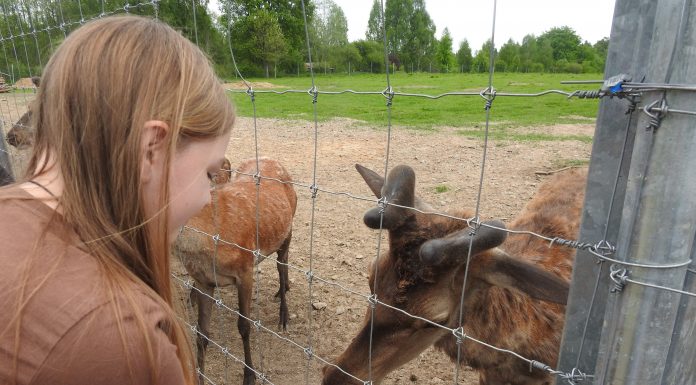 Kam gali padėti elnių terapija?