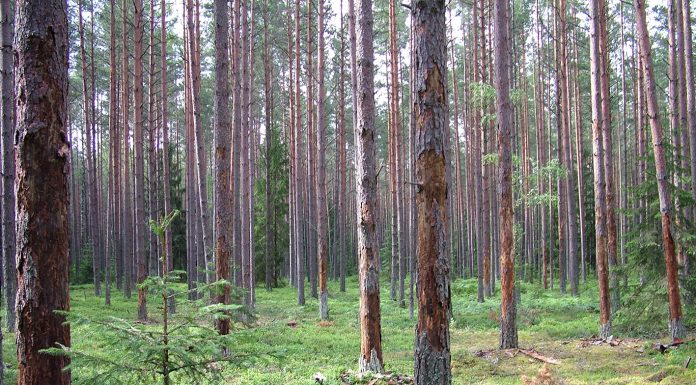Džiūstantys eglynai – vabzdžių atakų padarinys